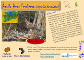 Águila Azor Perdicera