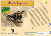 Rivellia hispanica
